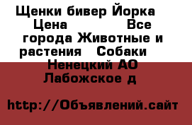 Щенки бивер Йорка  › Цена ­ 30 000 - Все города Животные и растения » Собаки   . Ненецкий АО,Лабожское д.